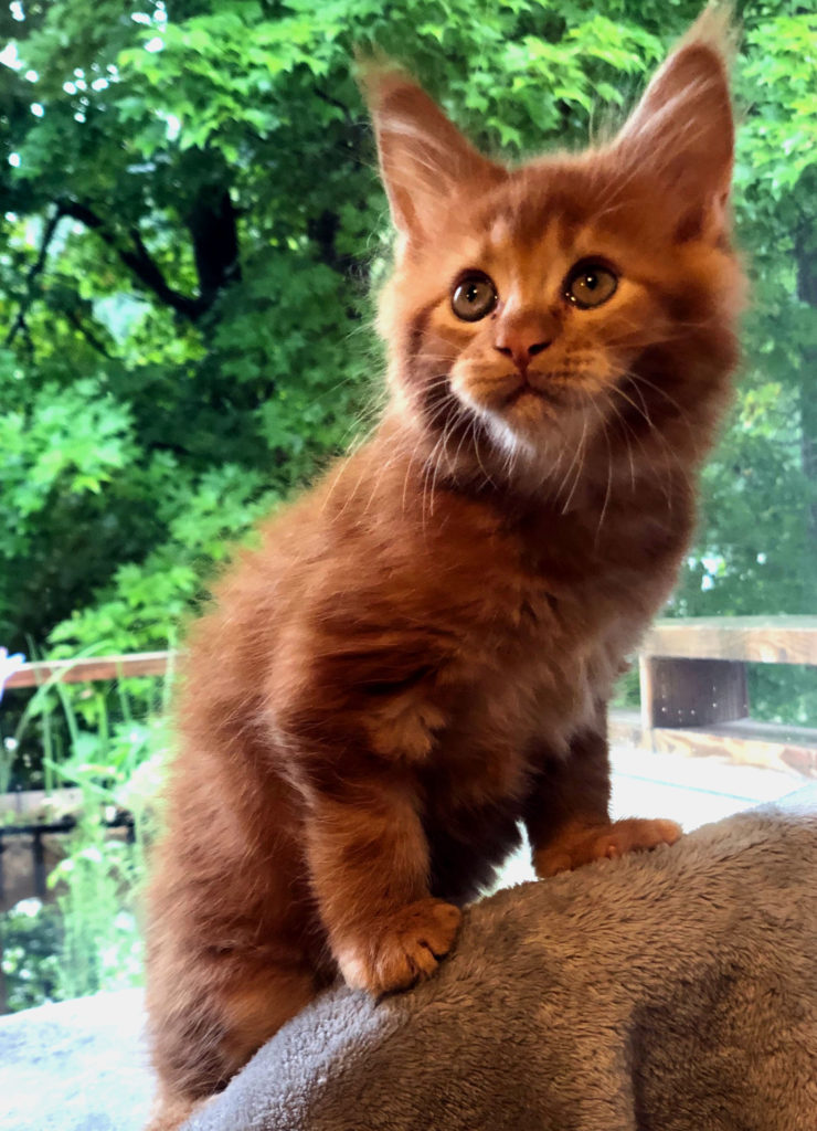 maine coon cats for sale maincoon
