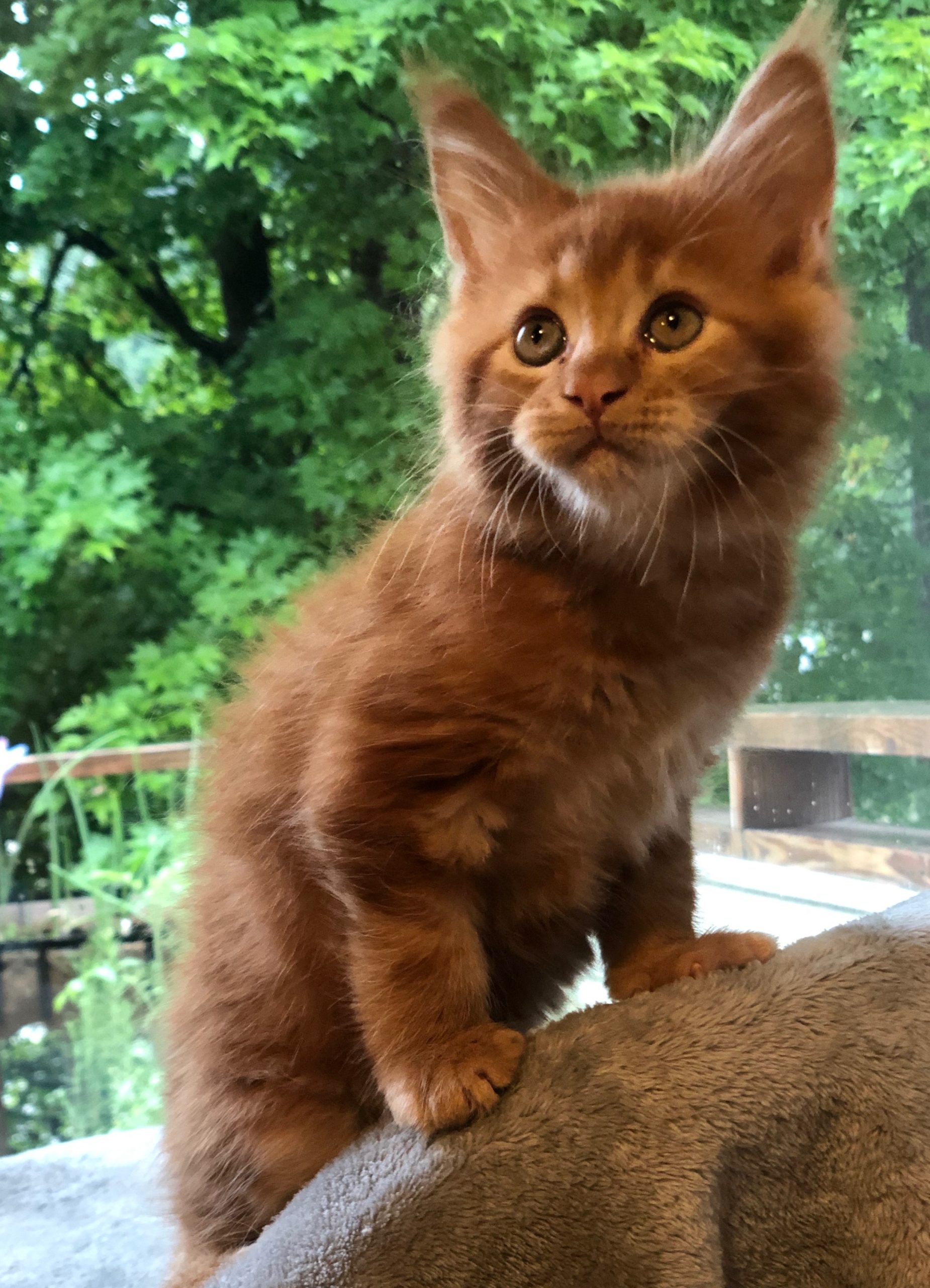 Maine Coon Cats For Sale In Alabama - d8w3j8j